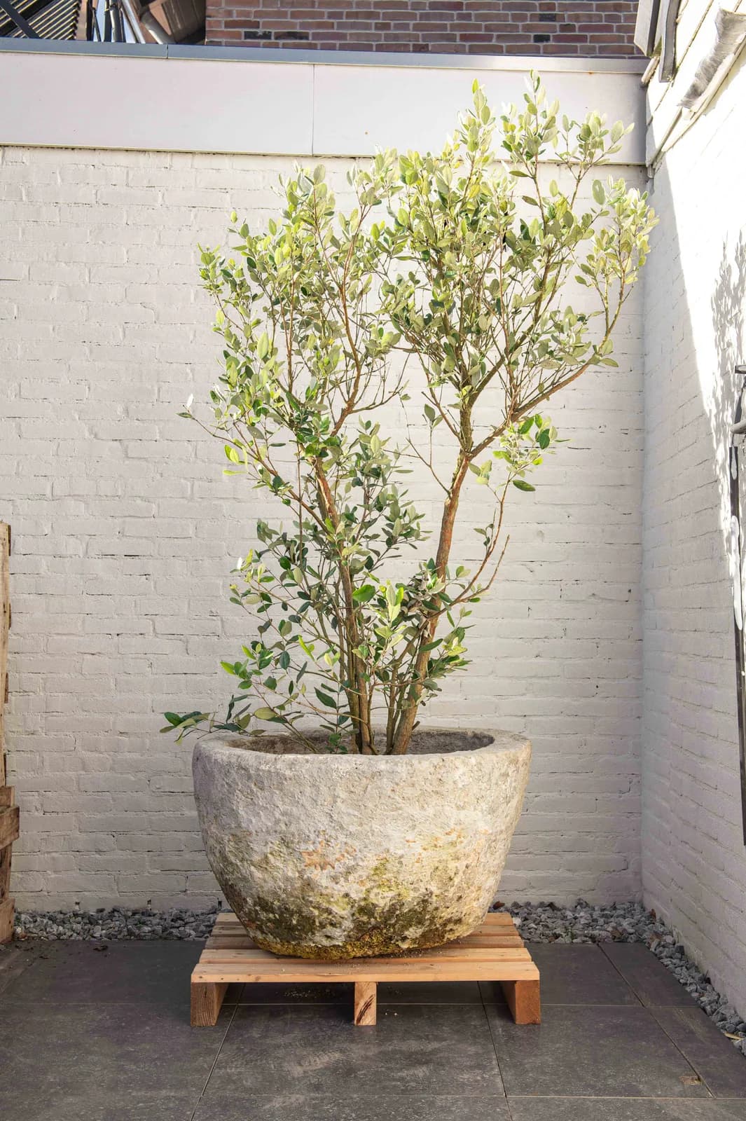 Antieke grijze jumbo plantenpot, rond (52×84), verweerde natuursteen met natuurlijke patina, handgemaakt in Indonesië foto 9