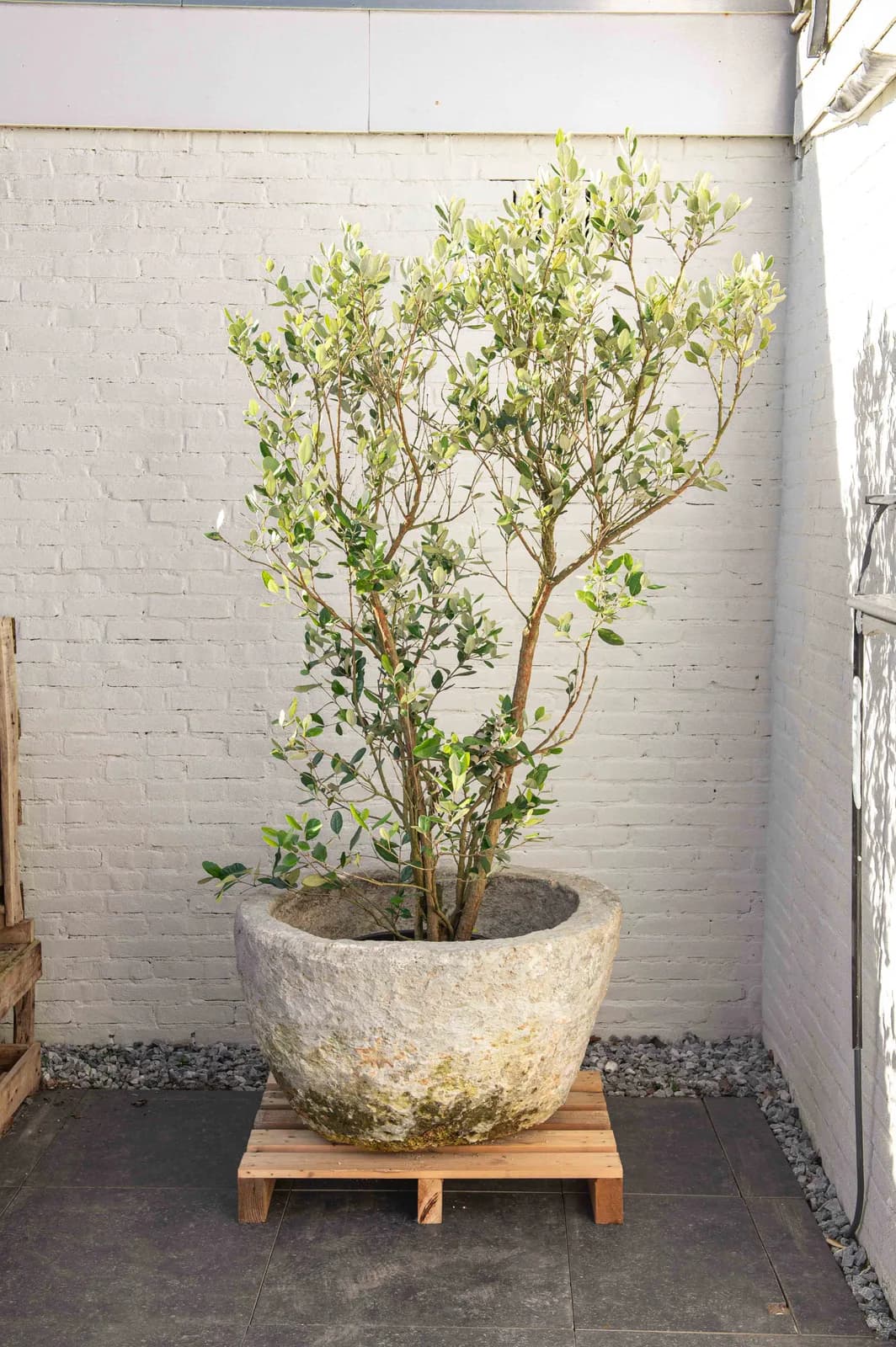 Antieke grijze jumbo plantenpot, rond (52×84), verweerde natuursteen met natuurlijke patina, handgemaakt in Indonesië foto 11
