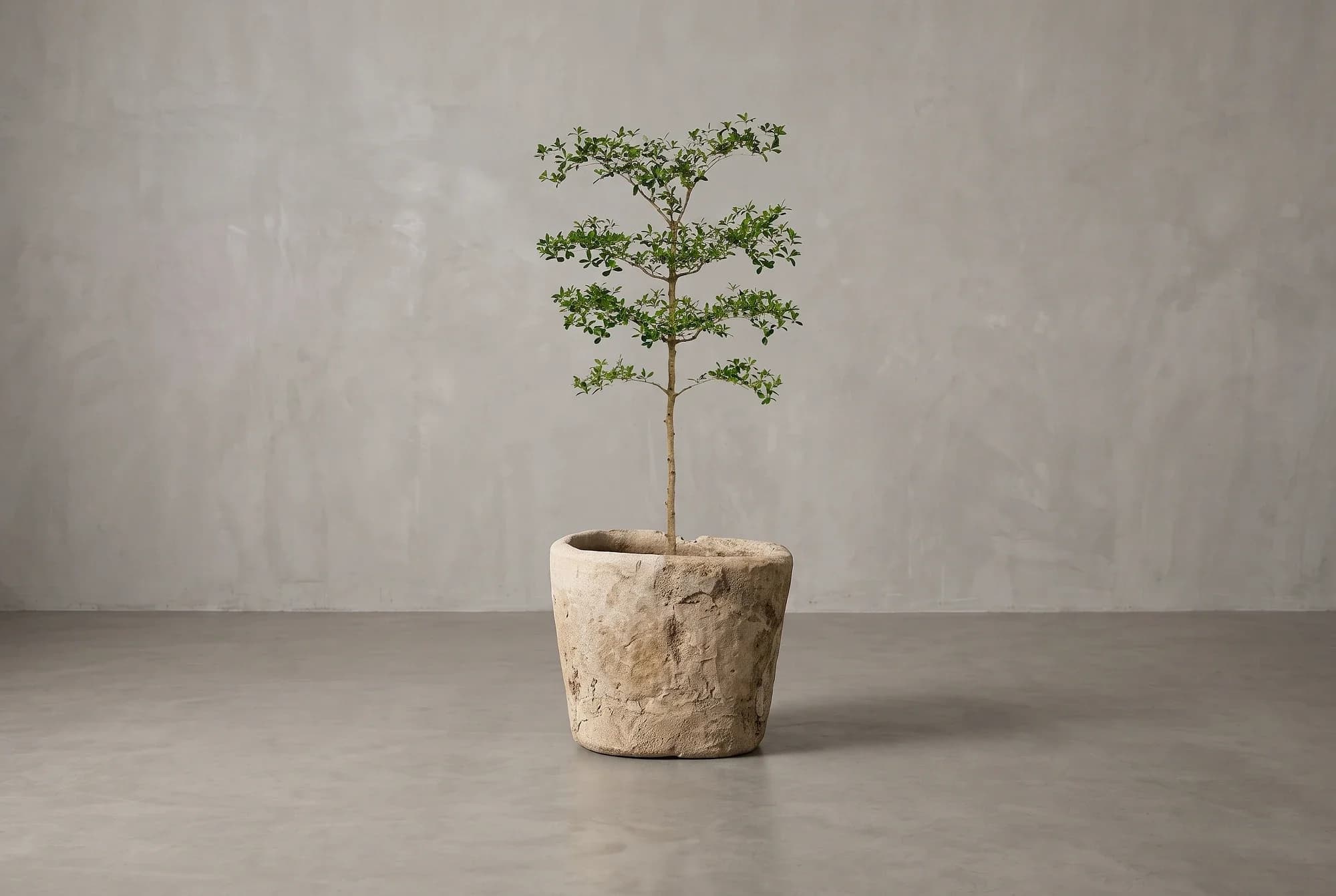 Lichte Beige Limestone plantenpot met robuuste afwerking, verweerde kalksteen met natuurlijke patina, handgemaakt in Indonesië foto 4