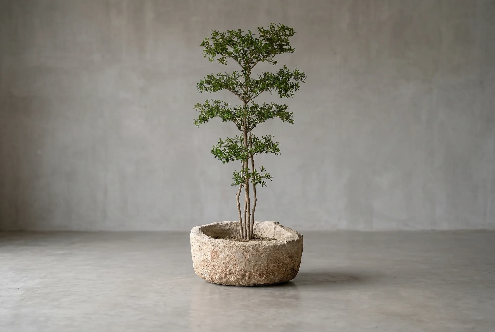 Bucida Buceras Kunstboom 240cm NT groen, natuurgetrouwe kunstplant foto 2