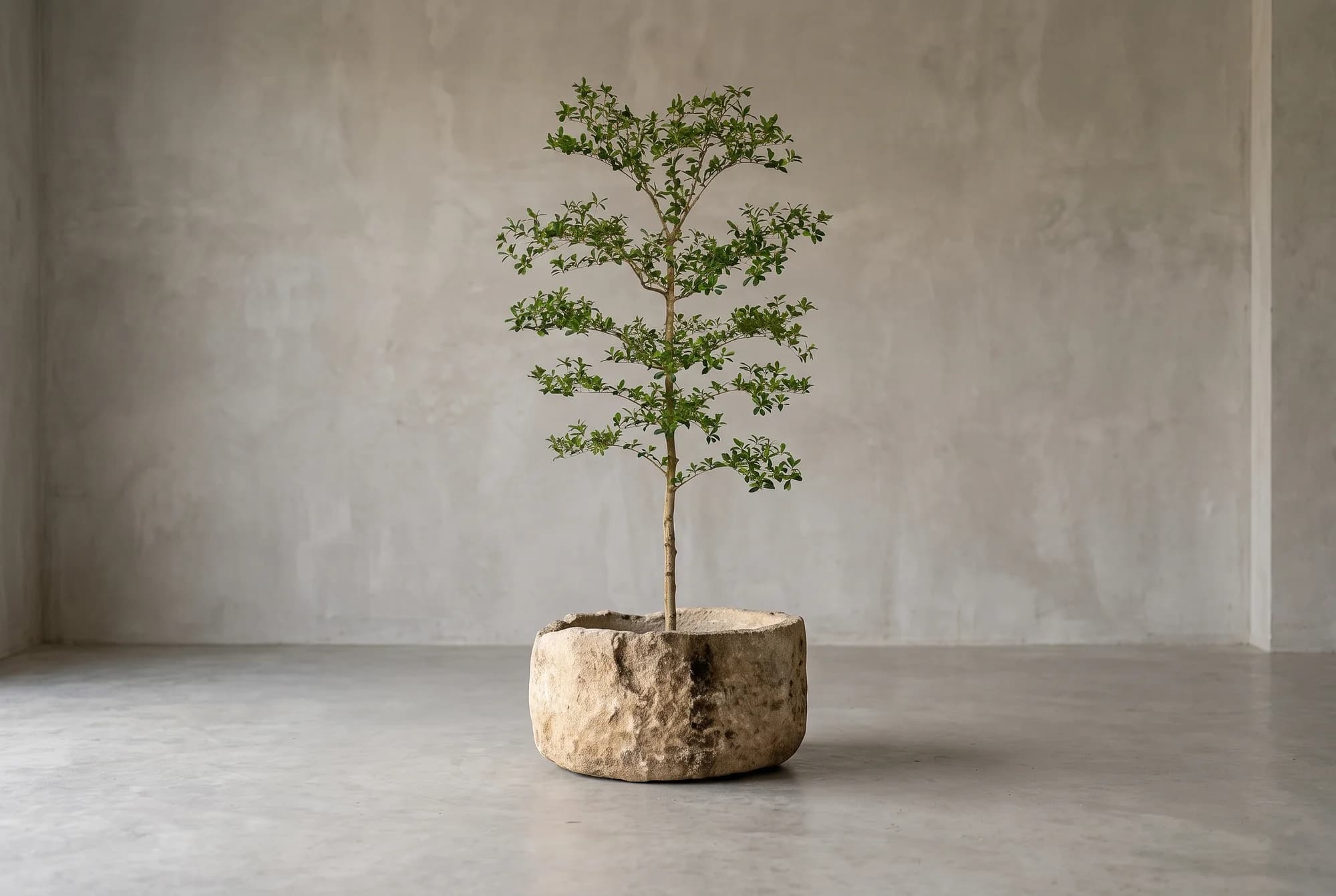 Bucida Buceras Kunstboom 210cm NT groen, natuurgetrouwe kunstplant foto 2