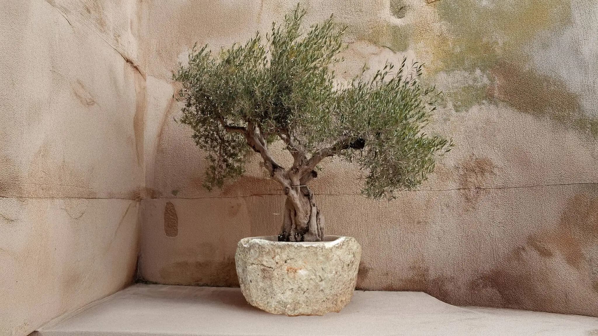 Verweerde natuurstenen pot met olijfboom tegen een muur met patina